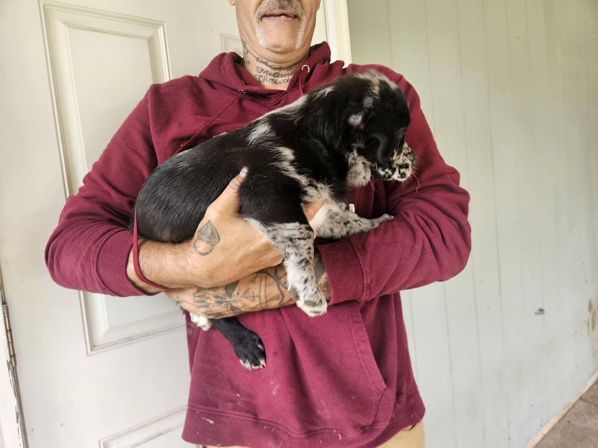 Enlarge Puppies - Blizzy, a Adoptable mixed breed in Longview, WA image 2/2