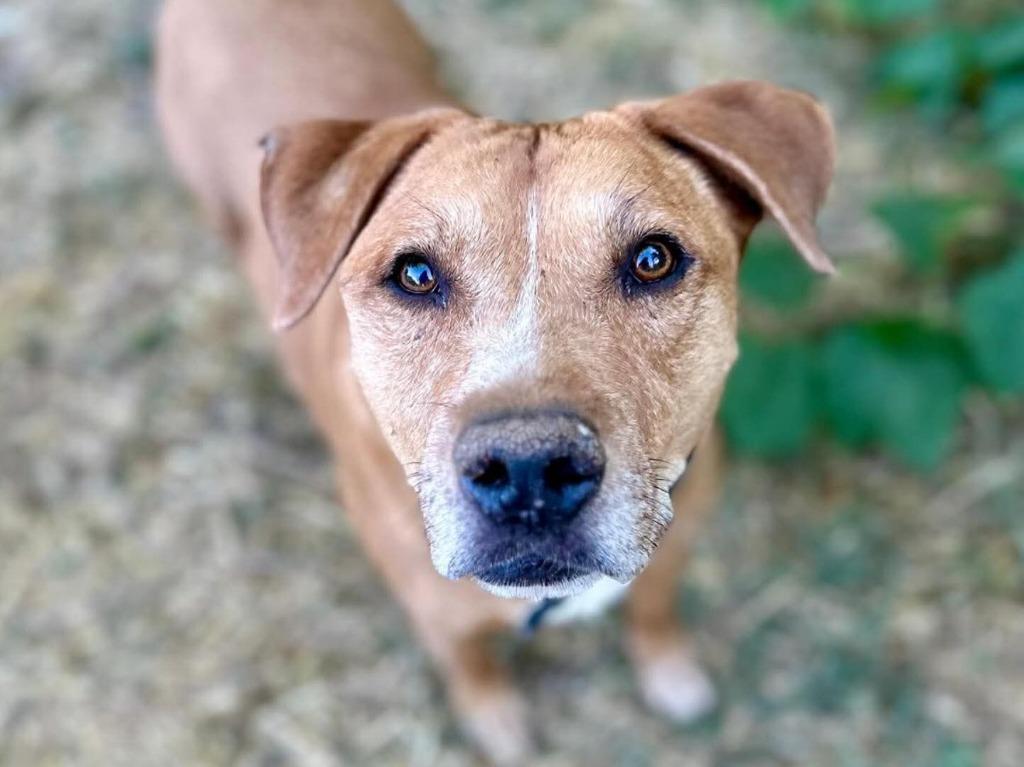 Cooper, Adoptable, Senior Male Staffordshire Bull Terrier & Beagle.