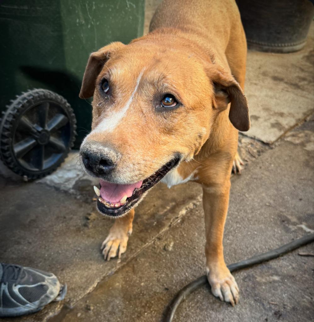 Enlarge Cooper, a Adoptable mixed breed in Salt Lake City, UT image 2/2