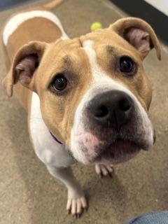 Enlarge Breezy, an adopted mixed breed in Cleveland, OH image 1/2