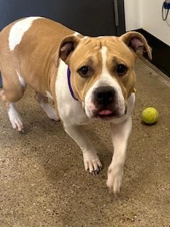 Enlarge Breezy, an adopted mixed breed in Cleveland, OH image 2/2