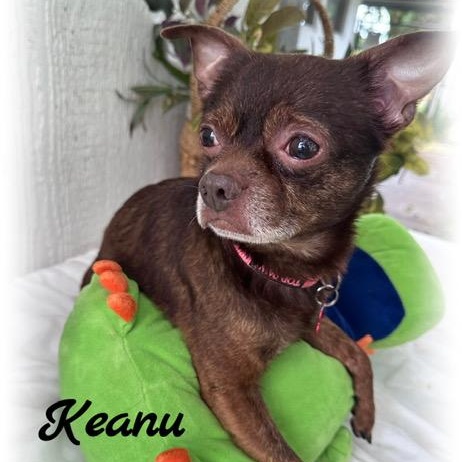 Keanu, Adult Male unknown