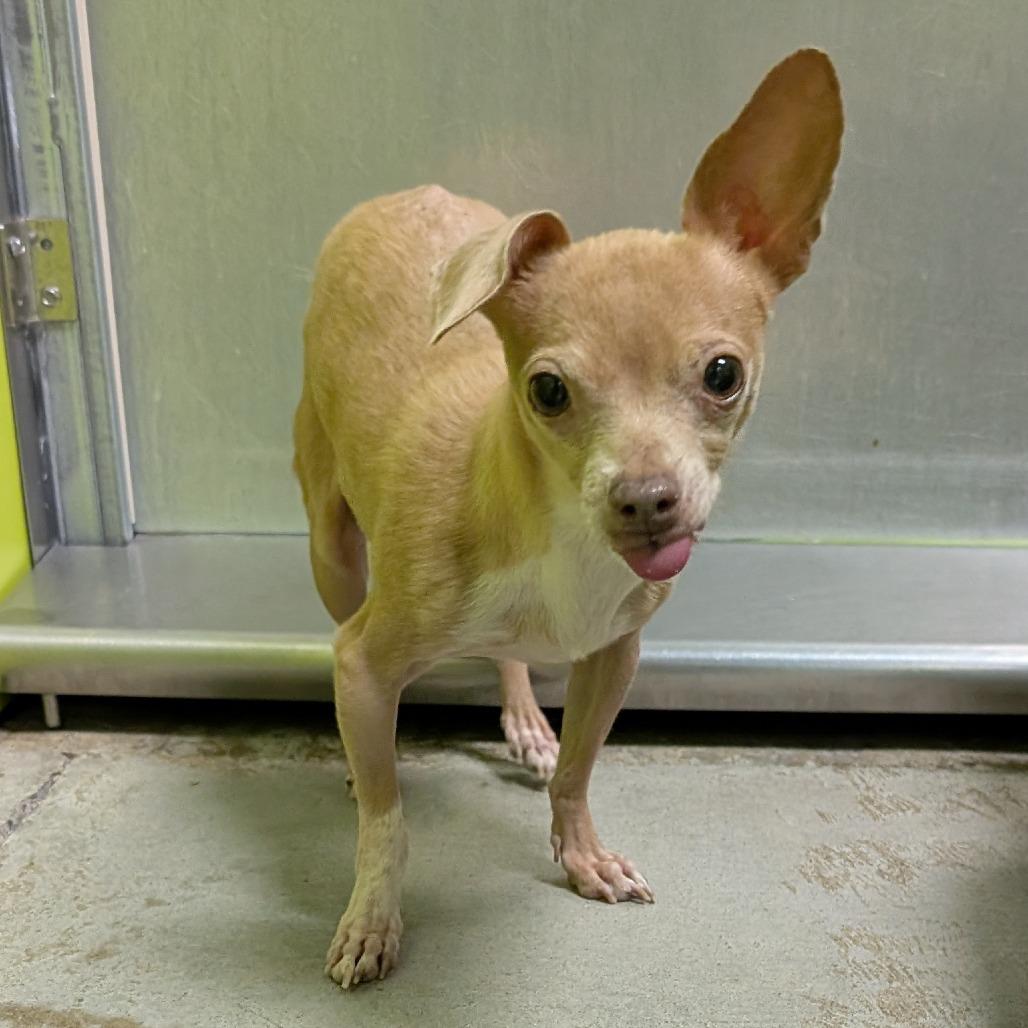 Chi Chi, Adoptable, Adult Female Chihuahua & Mixed Breed.