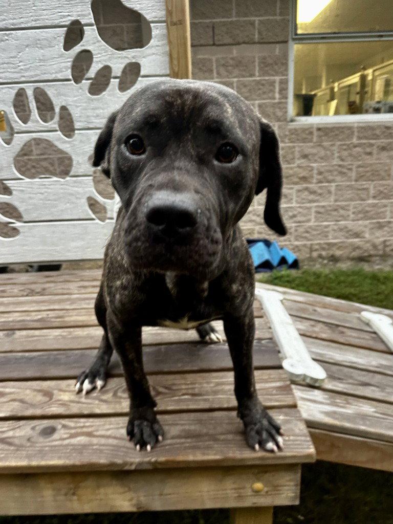 Enlarge DA 13 Sonny, a Adoptable mixed breed in Glen Allen, VA image 2/3