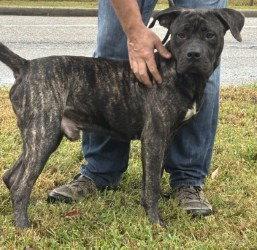 Enlarge DA 13 Sonny, a Adoptable mixed breed in Glen Allen, VA image 3/3