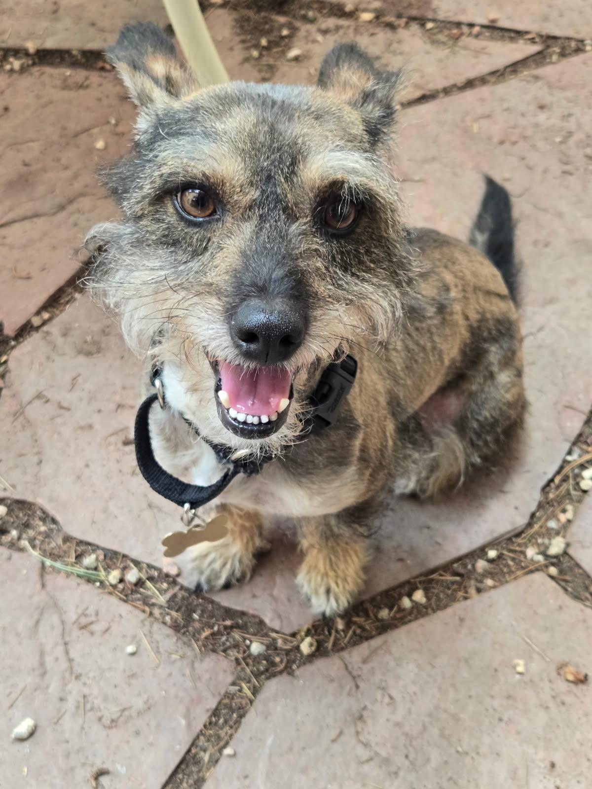 Asher, adopted, Adult Male Terrier & Miniature Schnauzer.