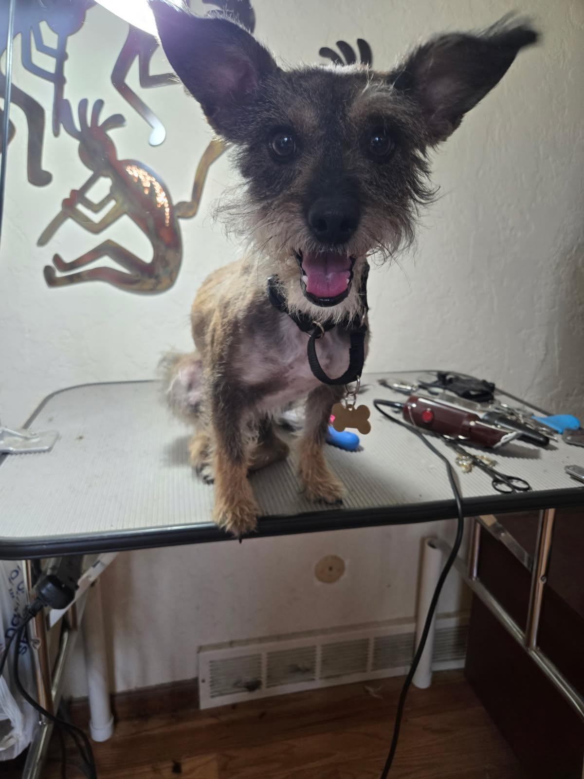 Asher, an adopted mixed breed in Littleton, CO image 2/3