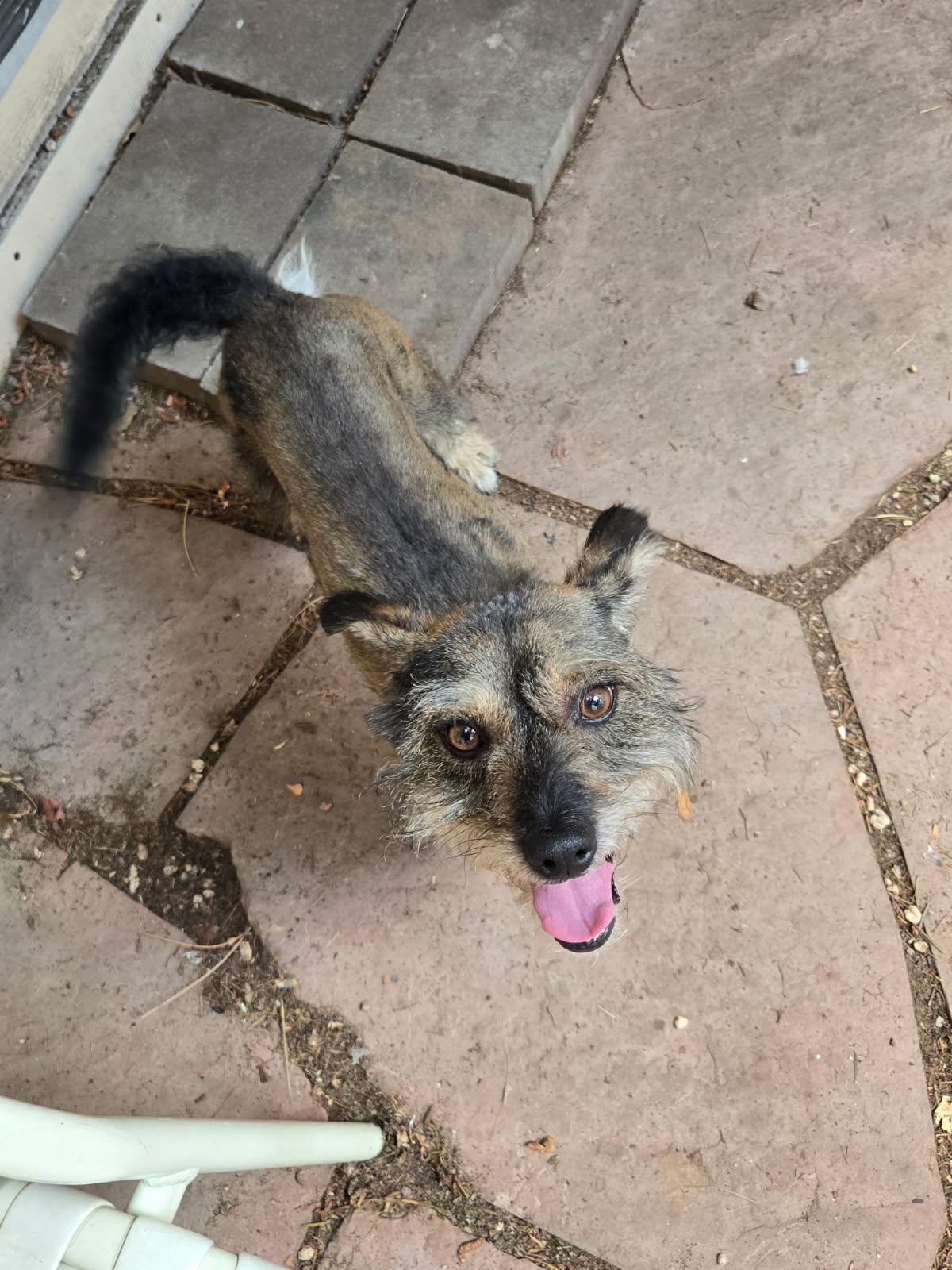 Asher, an adopted mixed breed in Littleton, CO image 3/3
