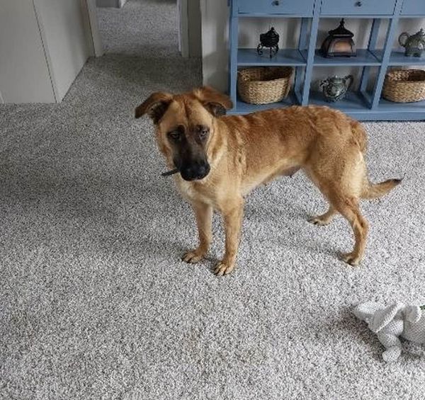 Ellie, a Adoptable Shepherd in Dunn, NC image 2/4