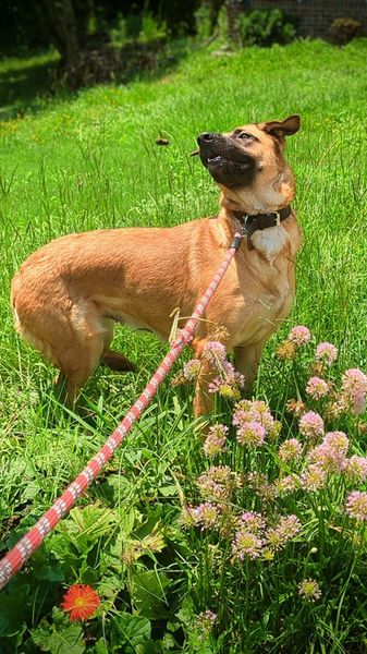 Ellie, Adoptable, Young Female Shepherd.
