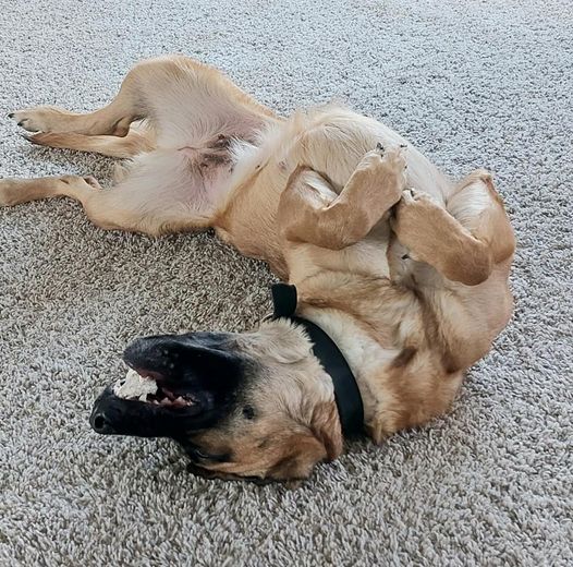 Ellie, a Adoptable Shepherd in Dunn, NC image 3/4