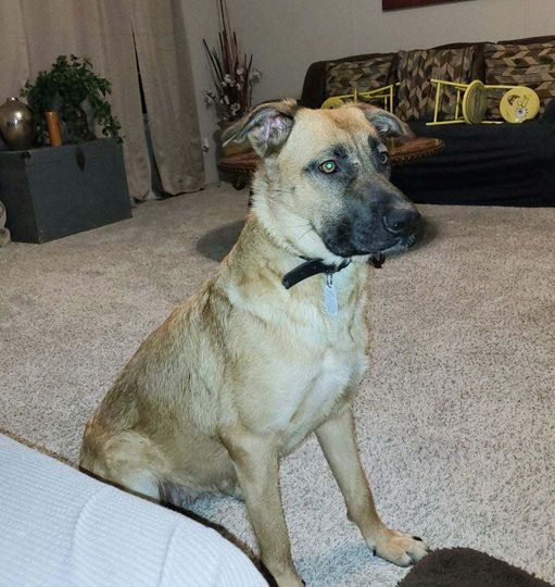 Ellie, a Adoptable Shepherd in Dunn, NC image 4/4