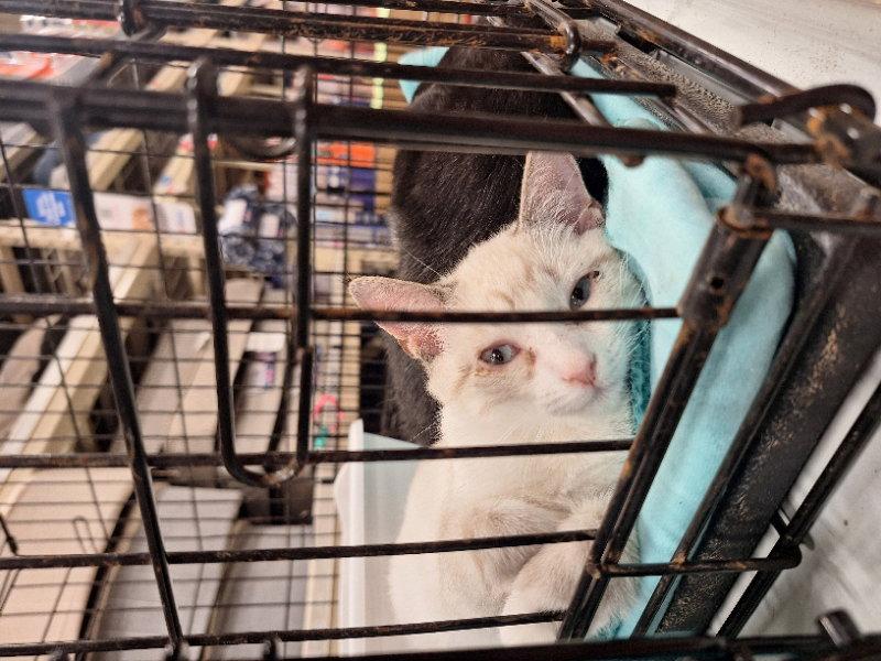 Honeybee, Adoptable, Kitten Female Domestic Short Hair.