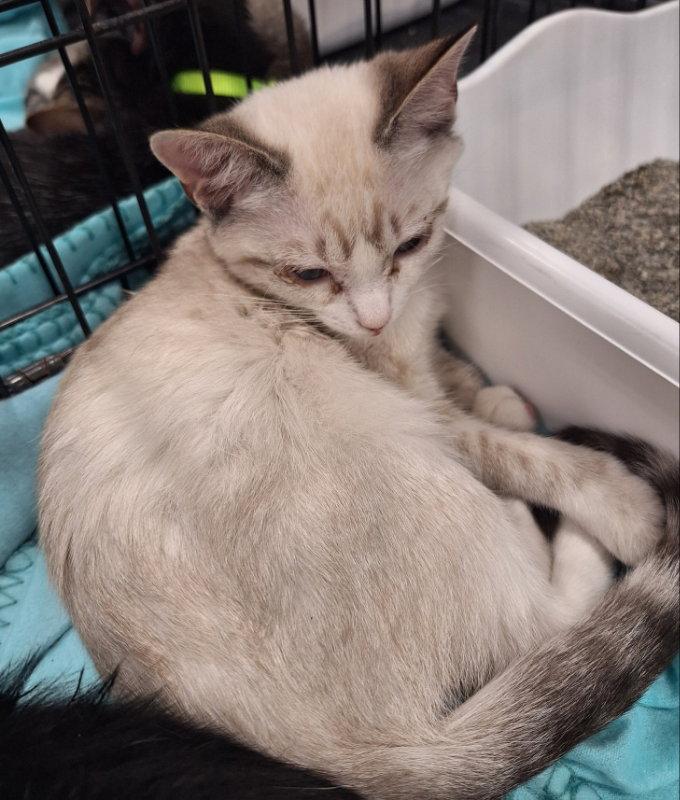 Enlarge Honeybee, a Adoptable Domestic Short Hair in House Springs, MO image 3/3