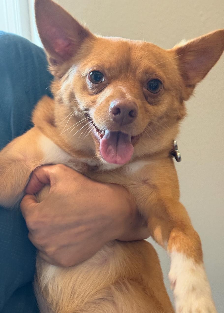 Oliver photo 1
