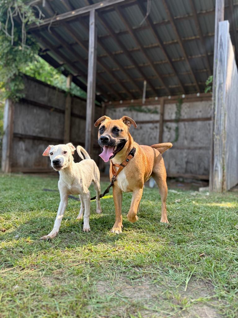 Enlarge Wringley, an adopted Mixed Breed in Winnsboro, SC image 2/2