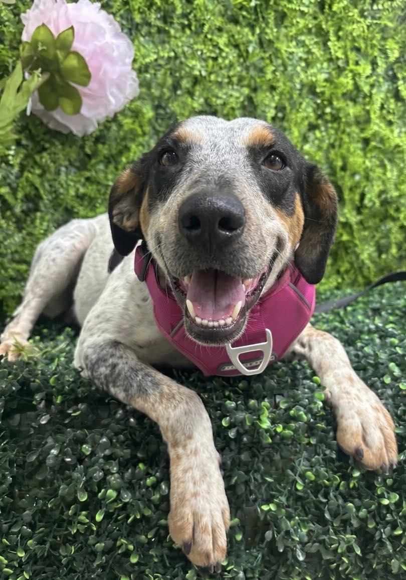 Birdie, ADOPTABLE, Adult Female Catahoula Leopard Dog.