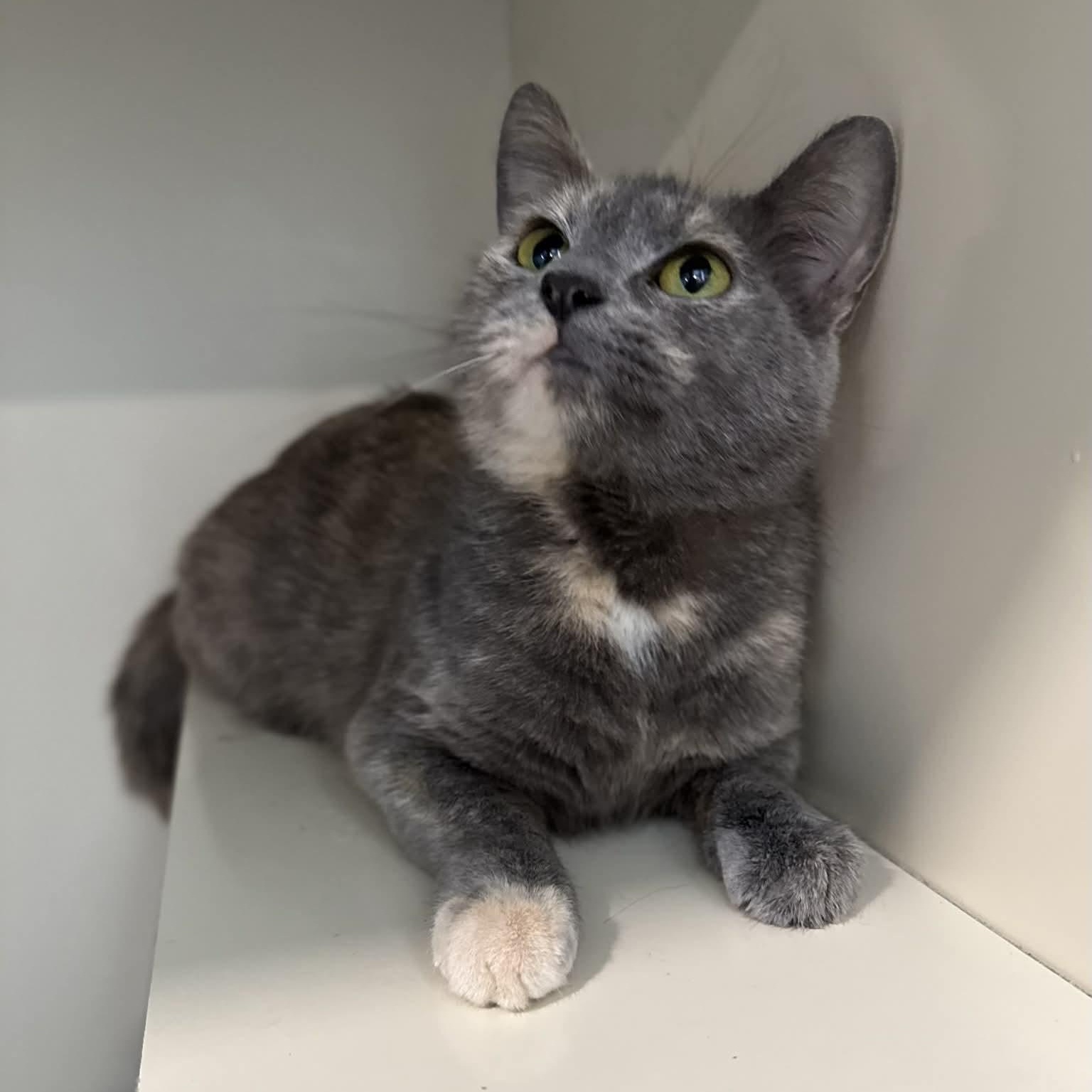 Enlarge Acura, a ADOPTABLE mixed breed in Penn Yan, NY image 4/4