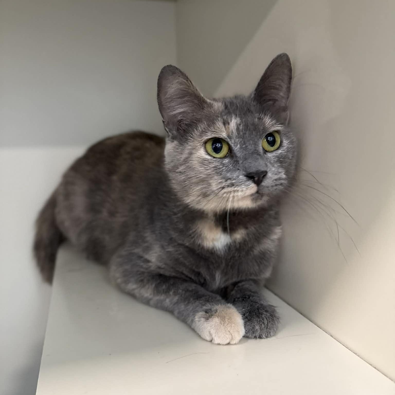 Enlarge Acura, a ADOPTABLE mixed breed in Penn Yan, NY image 3/4