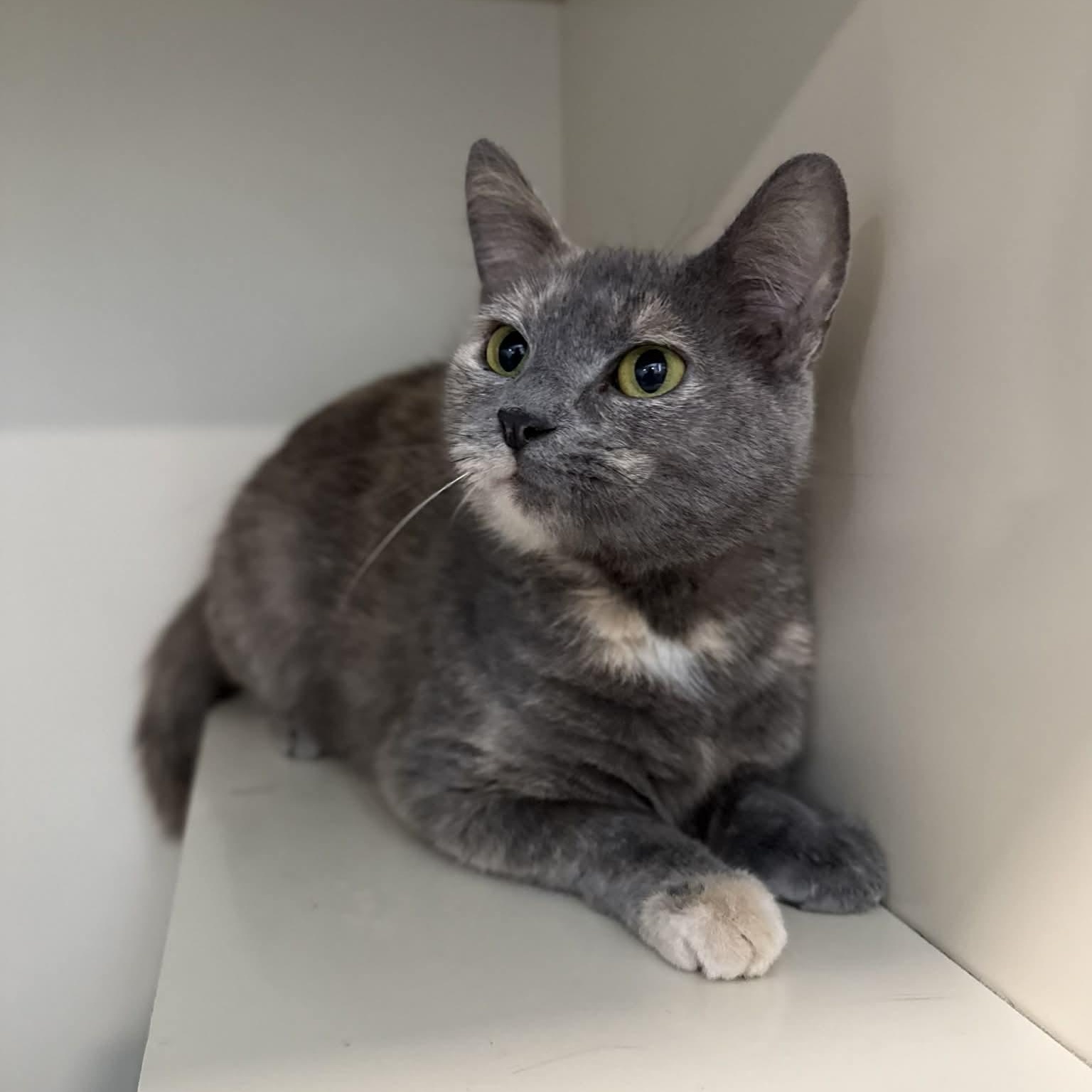 Enlarge Acura, a ADOPTABLE mixed breed in Penn Yan, NY image 2/4