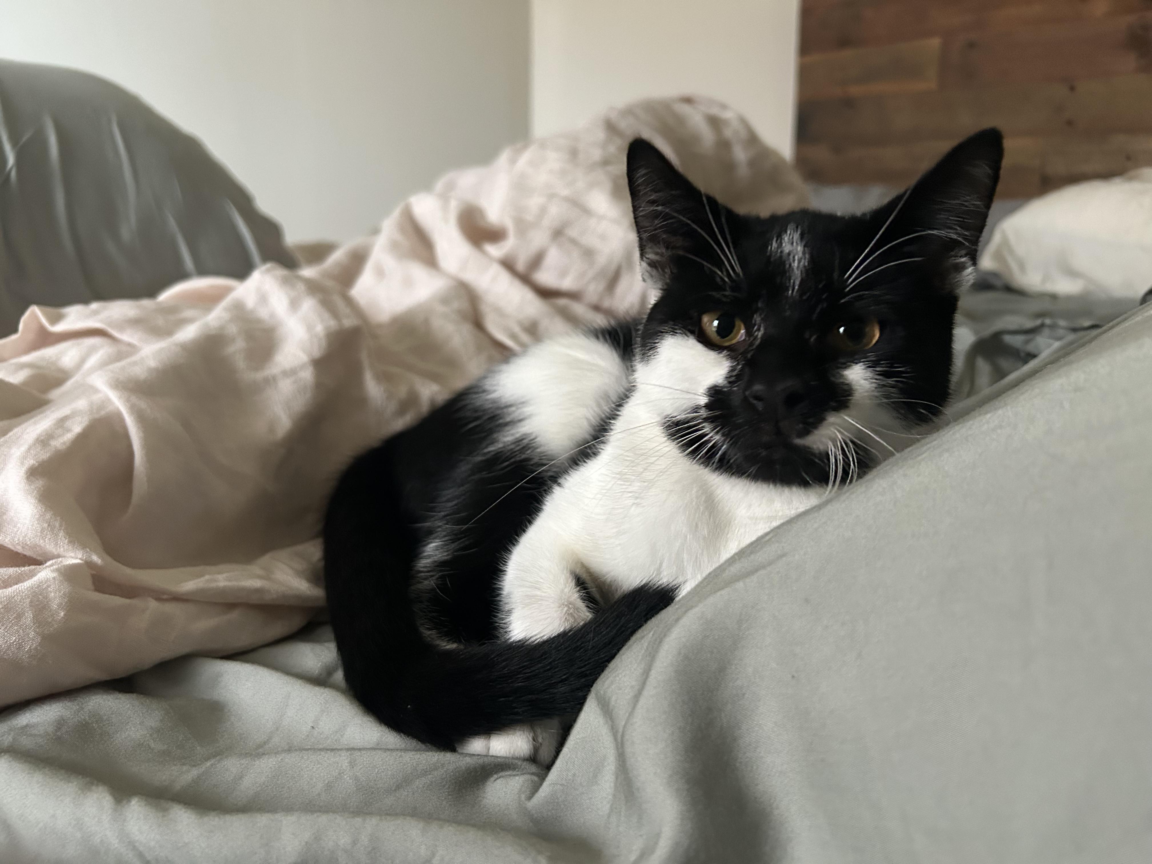 Enlarge Scape&LittleFood (bonded), a Adoptable mixed breed in Flushing, NY image 2/6