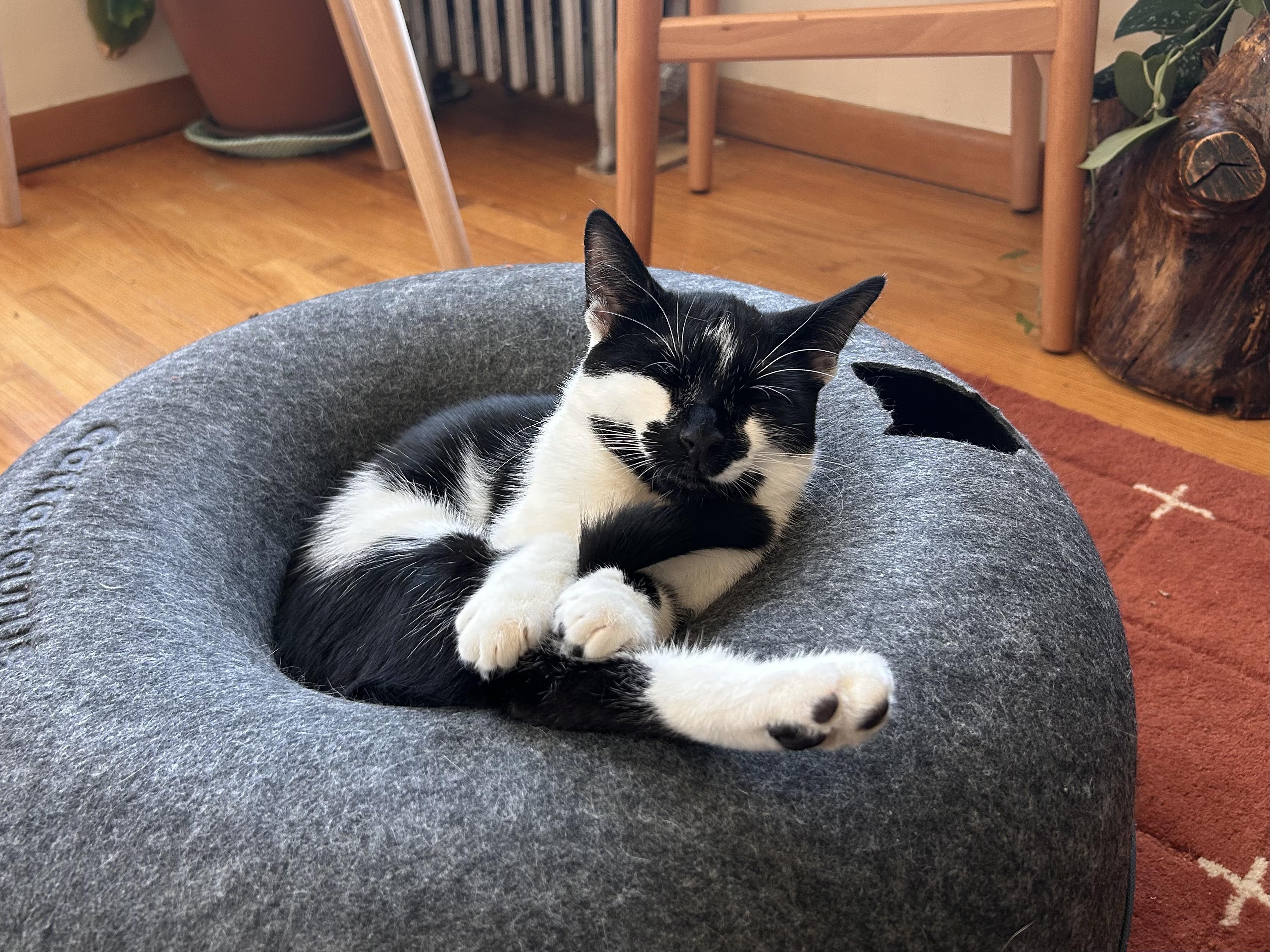 Scape & LittleFoot (bonded), an adopted Domestic Short Hair in Flushing, NY image 5/6