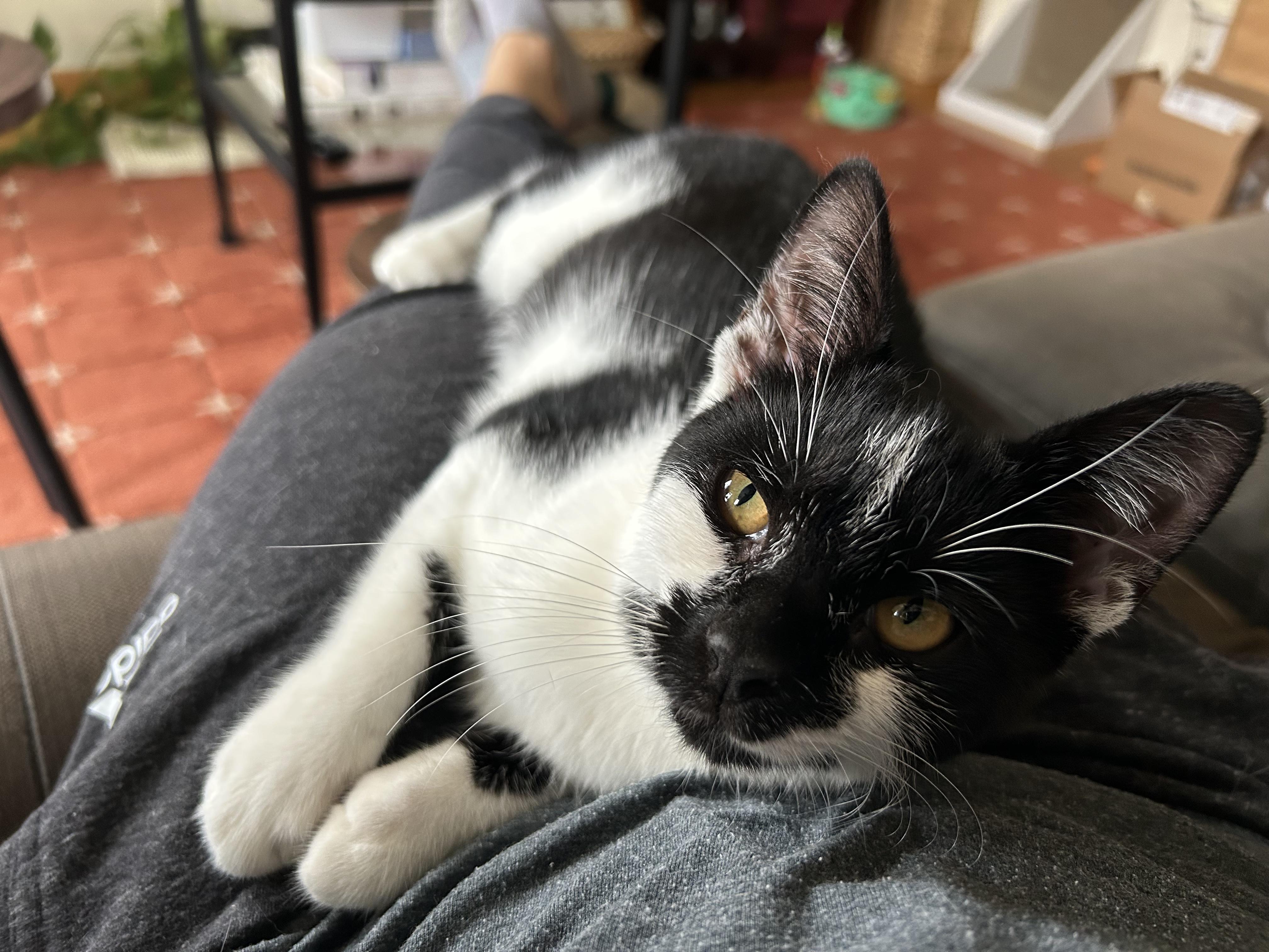 Enlarge Scape&LittleFood (bonded), a Adoptable mixed breed in Flushing, NY image 3/6