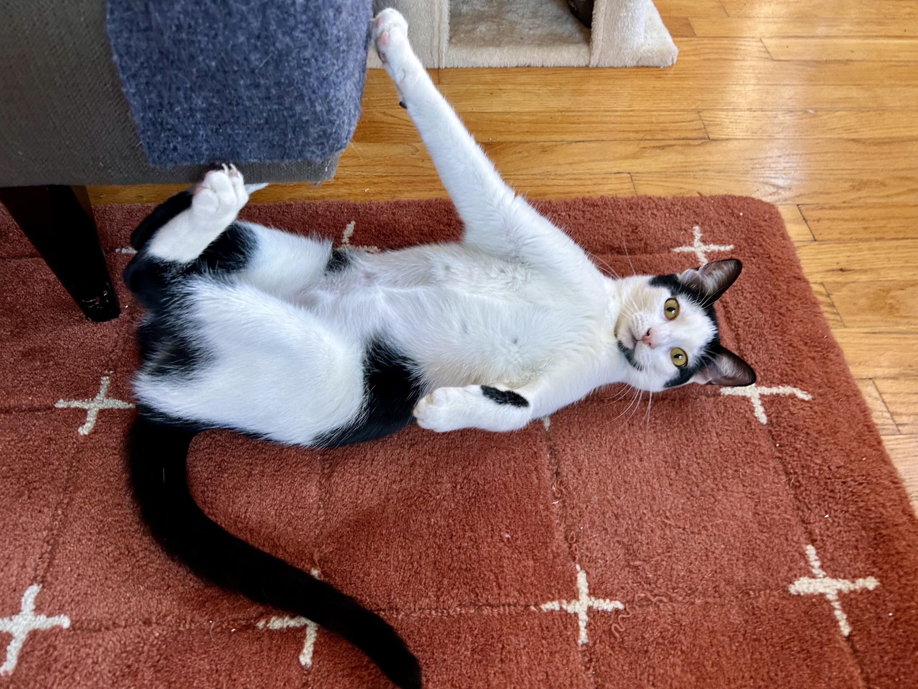 Scape & LittleFoot (bonded), an adopted Domestic Short Hair in Flushing, NY image 6/6