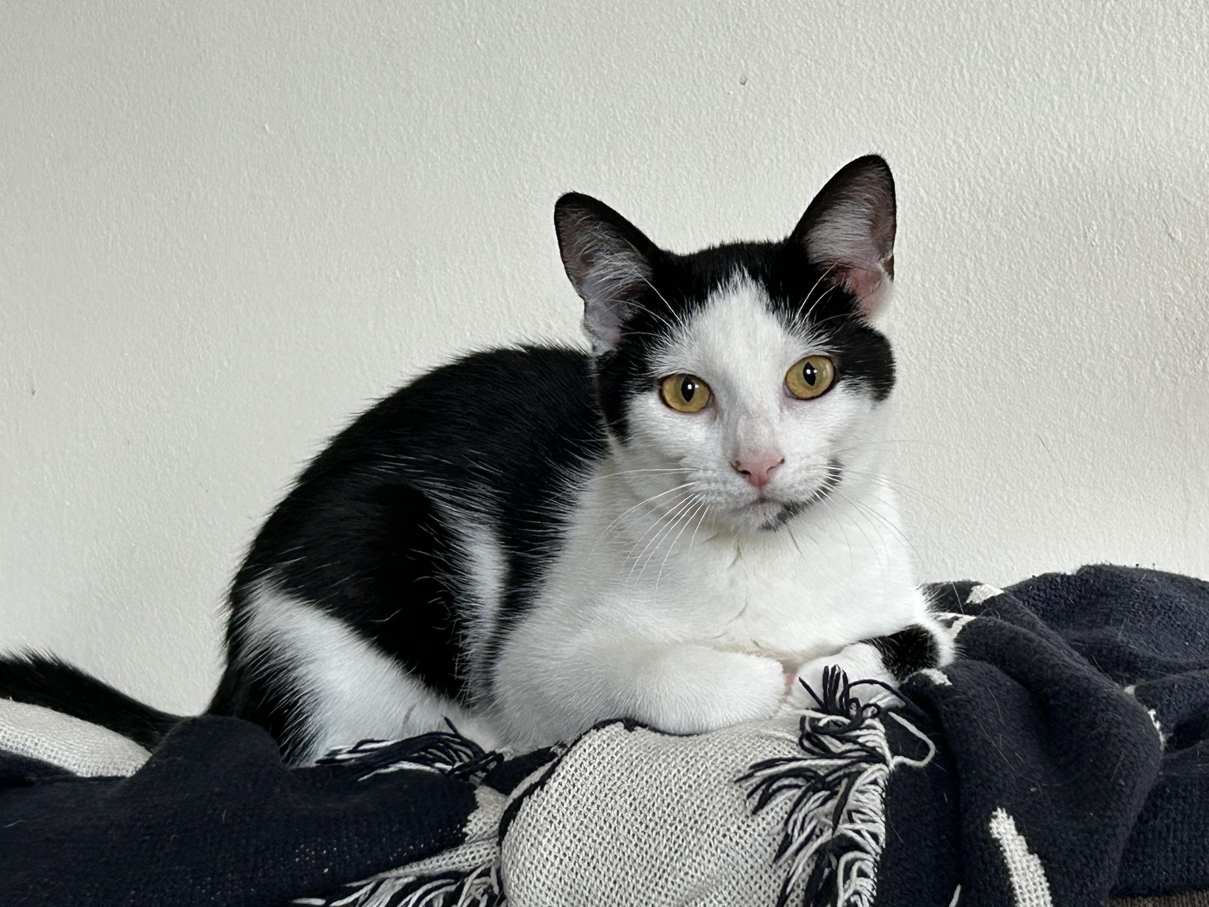 Enlarge Scape&LittleFood (bonded), a Adoptable mixed breed in Flushing, NY image 1/6