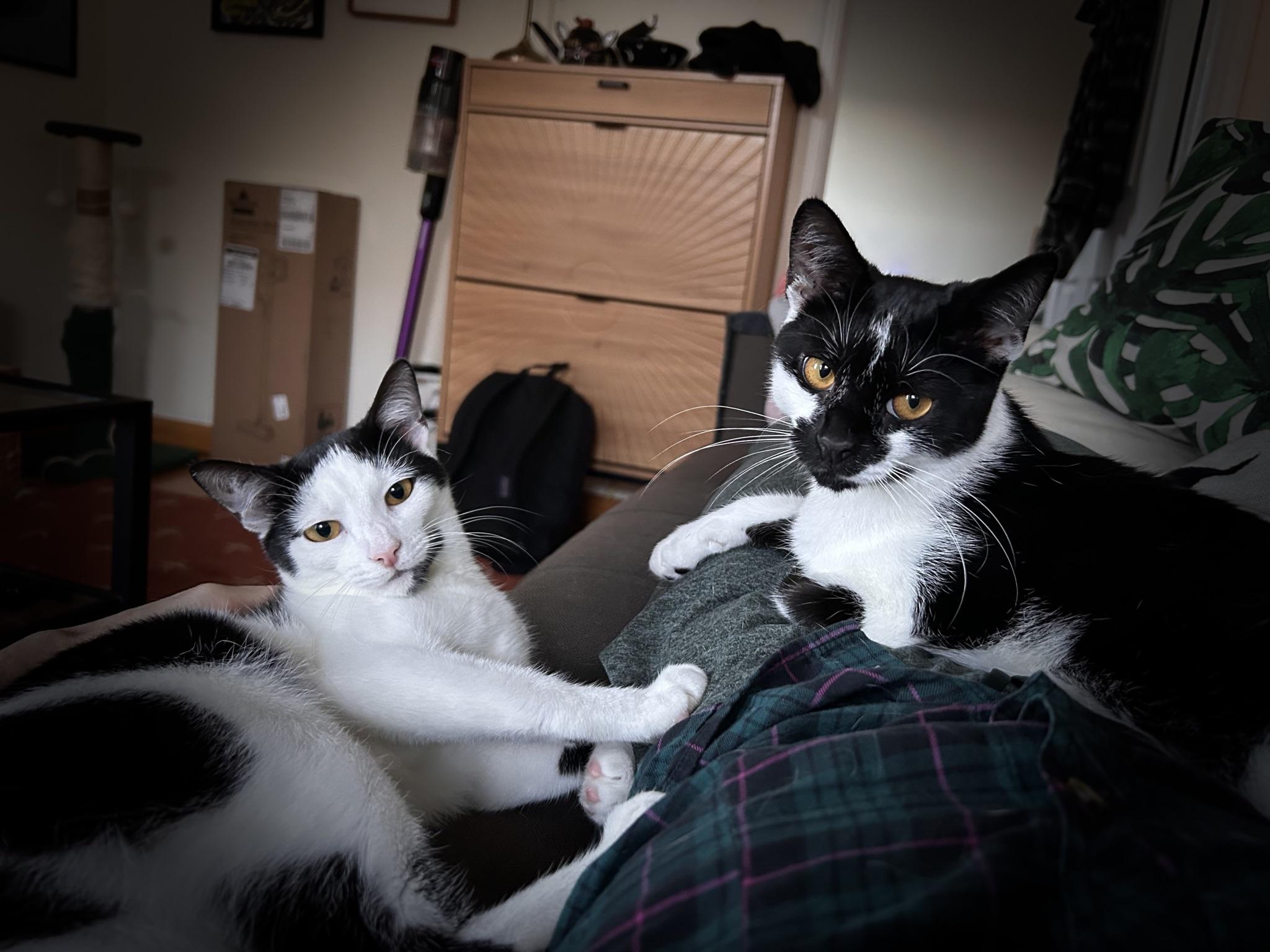 Scape & LittleFoot (bonded), an adopted Domestic Short Hair in Flushing, NY image 1/6