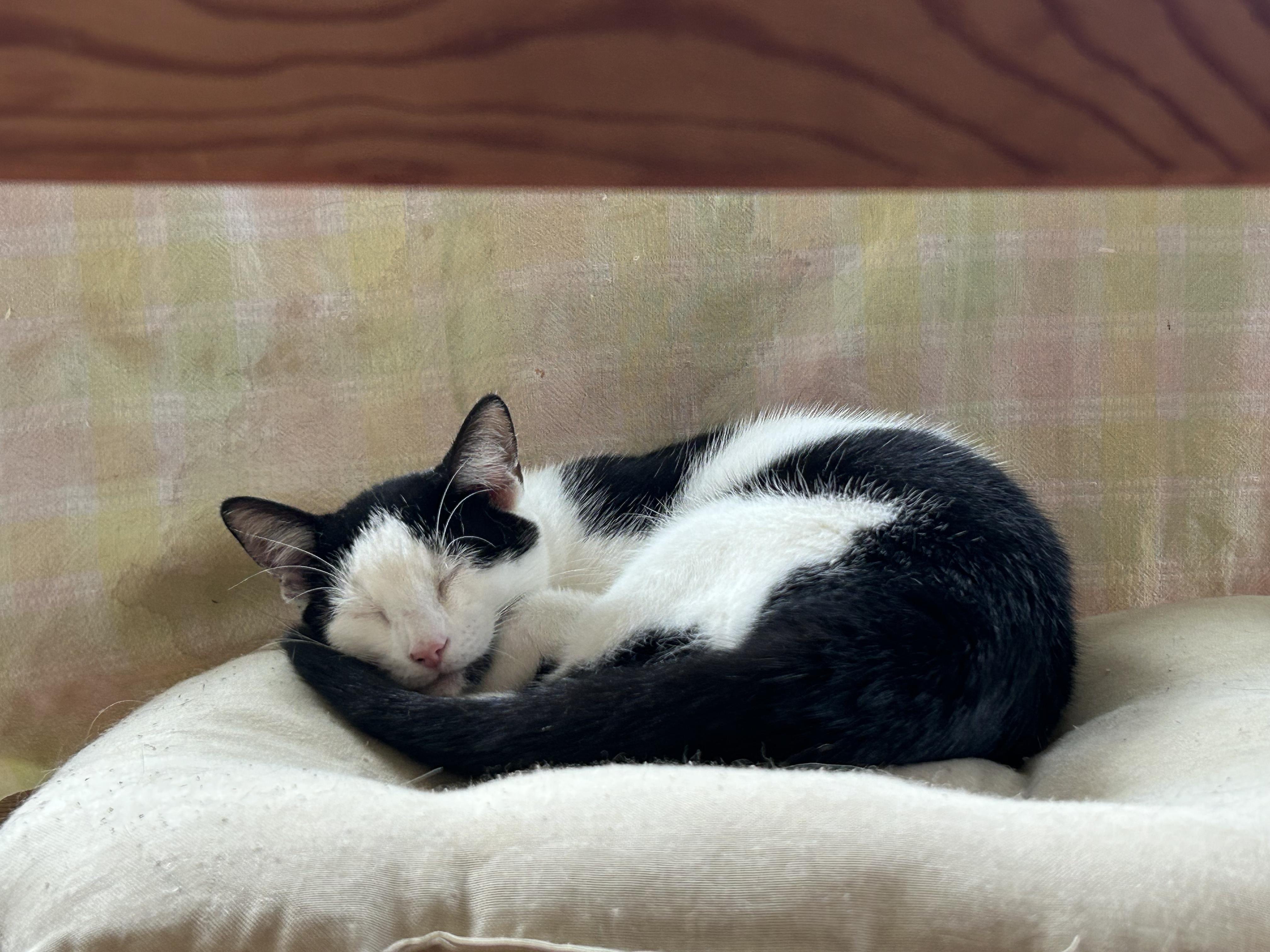 Enlarge Scape&LittleFood (bonded), a Adoptable mixed breed in Flushing, NY image 4/6