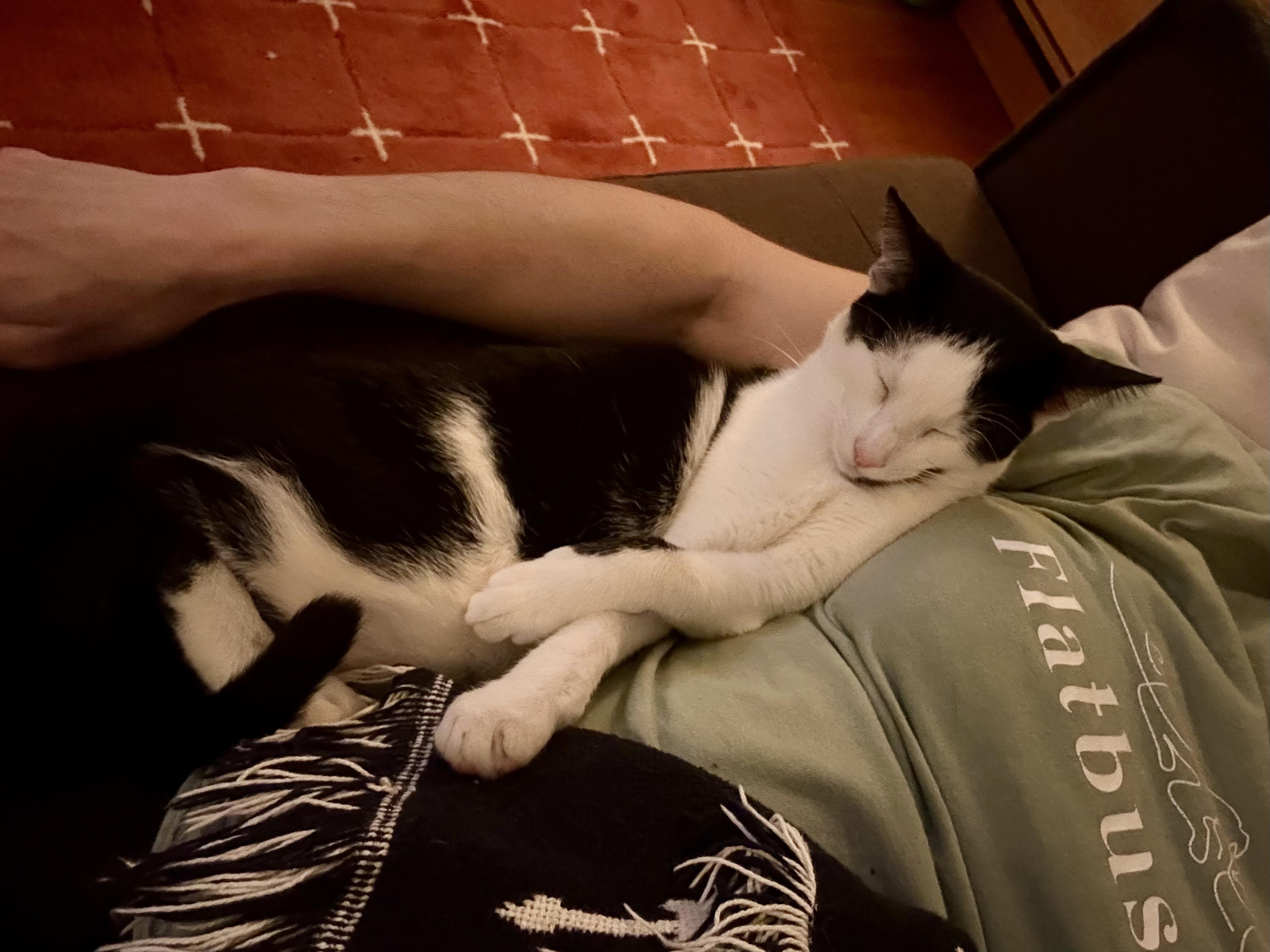 Scape & LittleFoot (bonded), an adopted Domestic Short Hair in Flushing, NY image 4/6