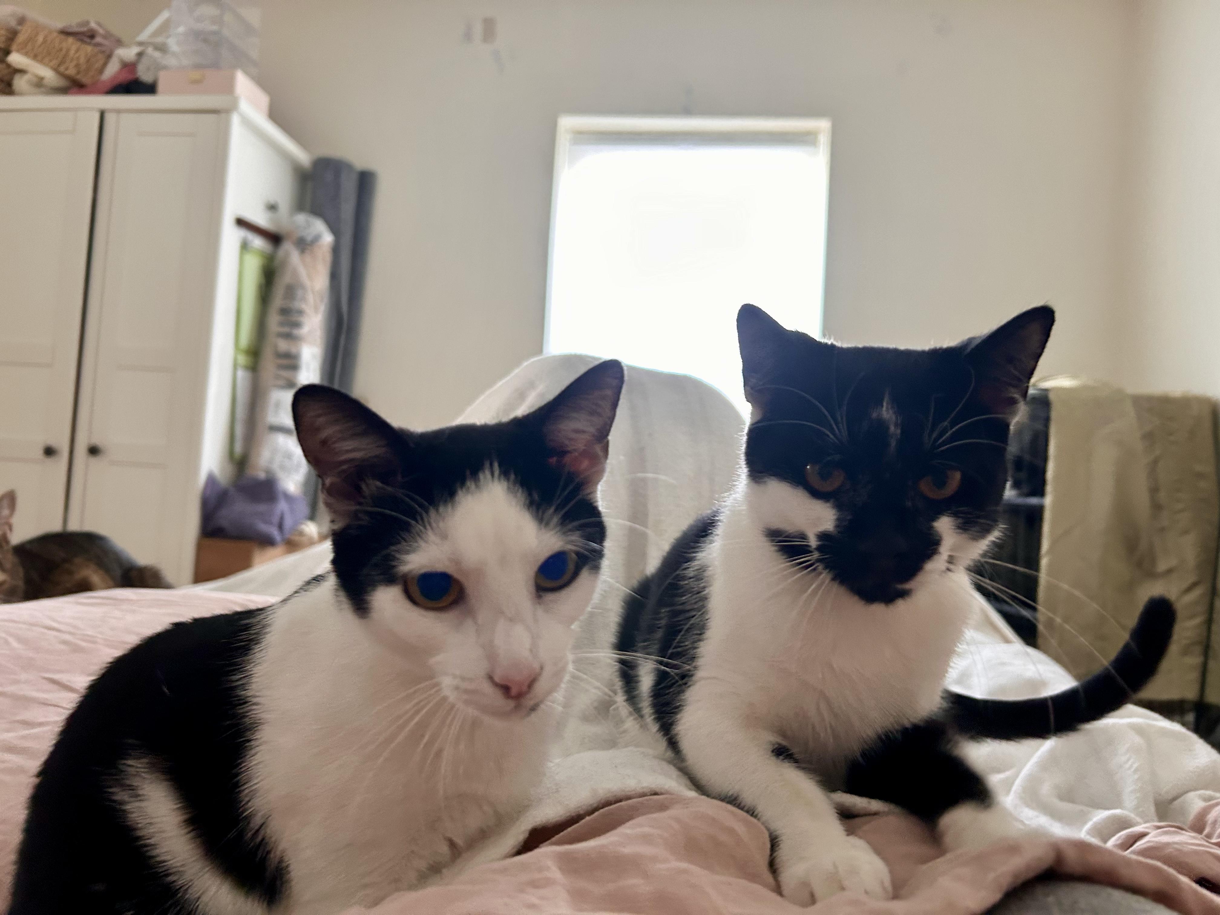 Scape & LittleFoot (bonded), an adopted Domestic Short Hair in Flushing, NY image 2/6