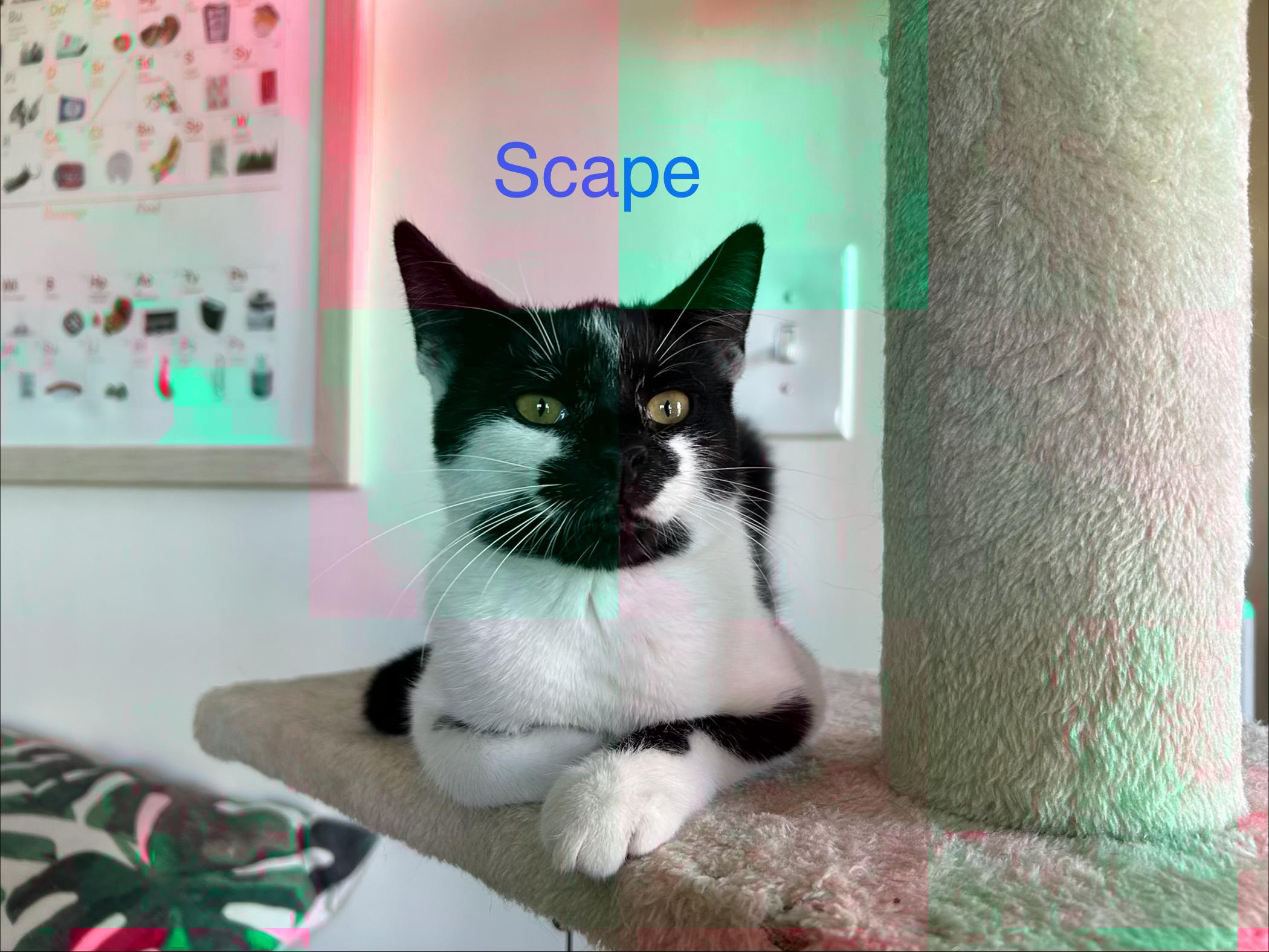 Scape&littlefood thumbnail 6