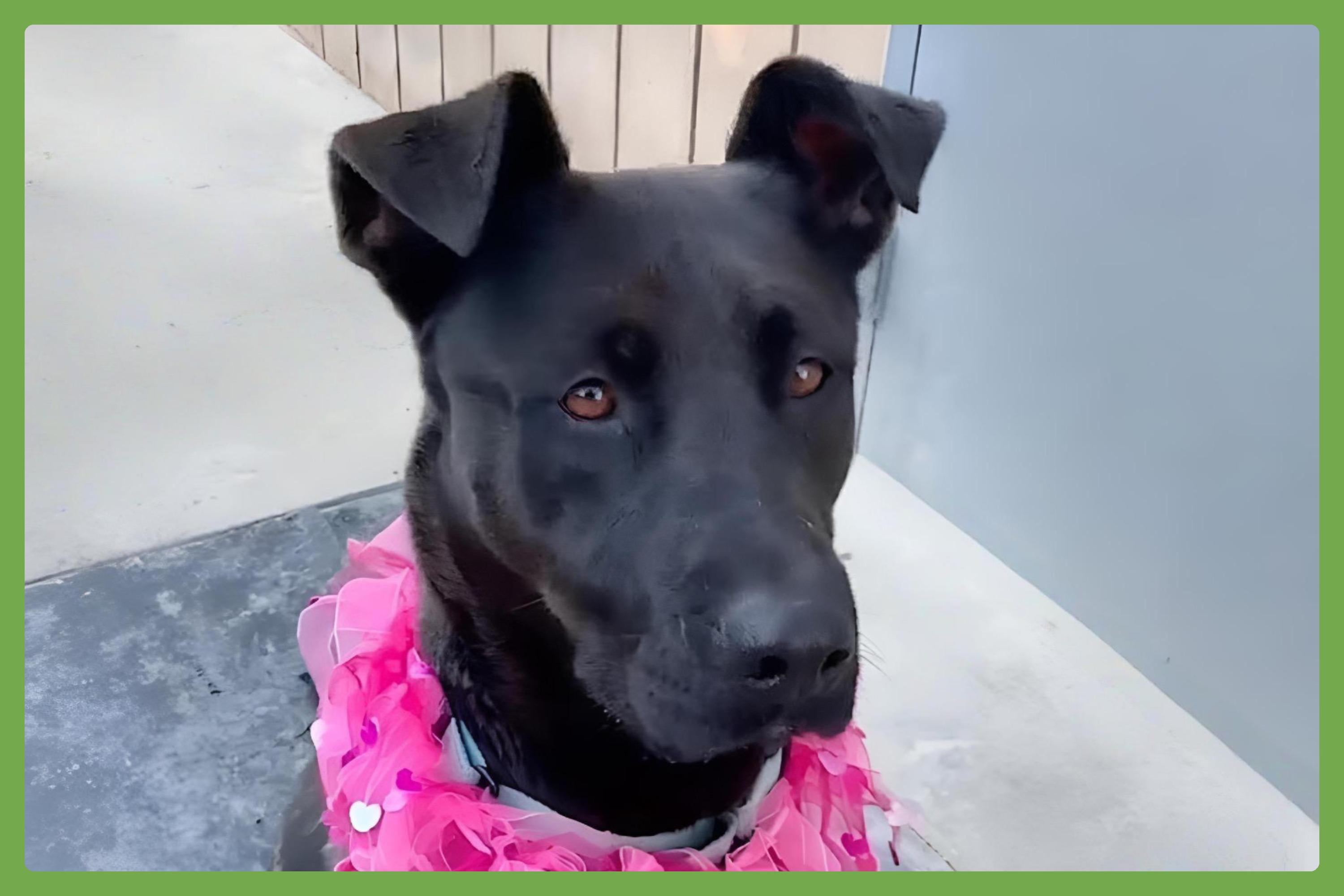 Adelina — thumbnail 5