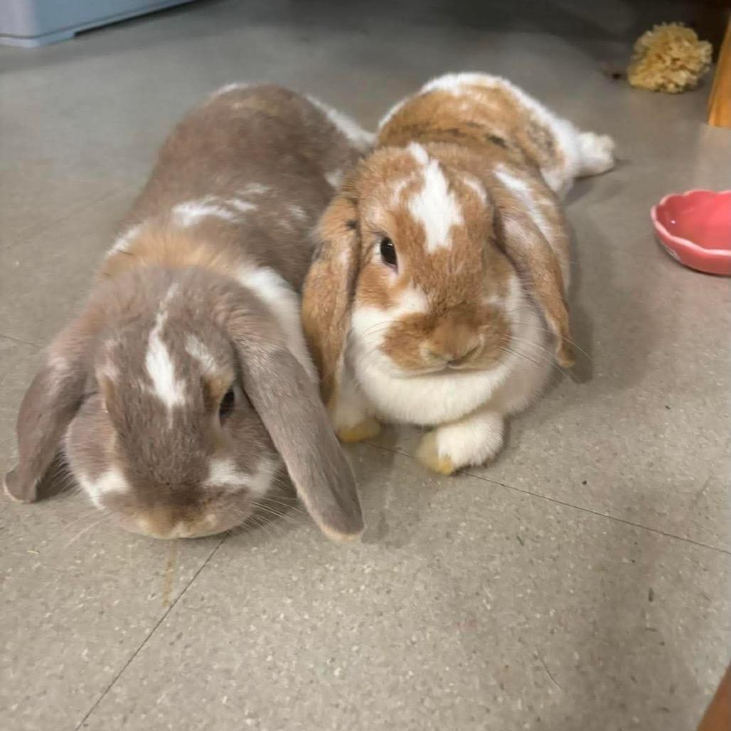 Dale, Adoptable, Adult Female Holland Lop.