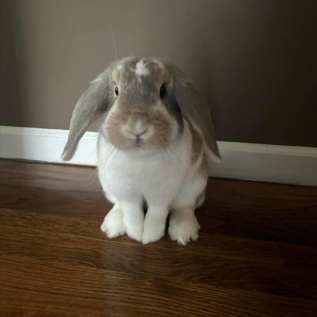 Enlarge Dale, a Adoptable Holland Lop in Cream Ridge, NJ image 2/3