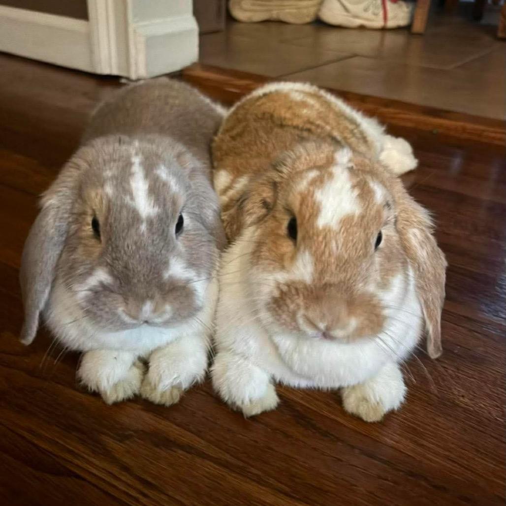 Enlarge Dale, a Adoptable Holland Lop in Cream Ridge, NJ image 3/3