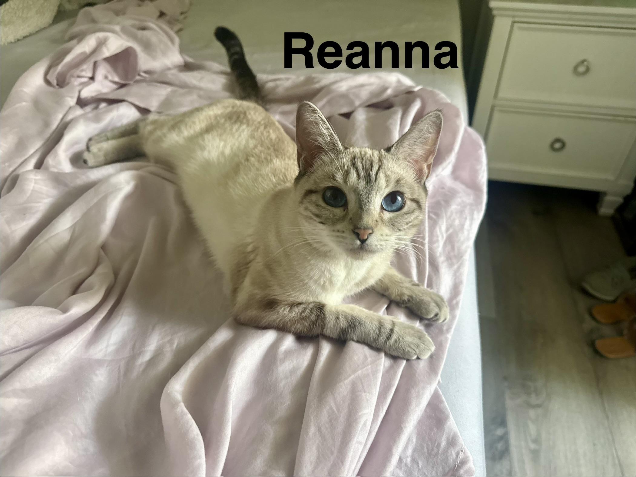 Reanna, Adoptable, Young Female Siamese.