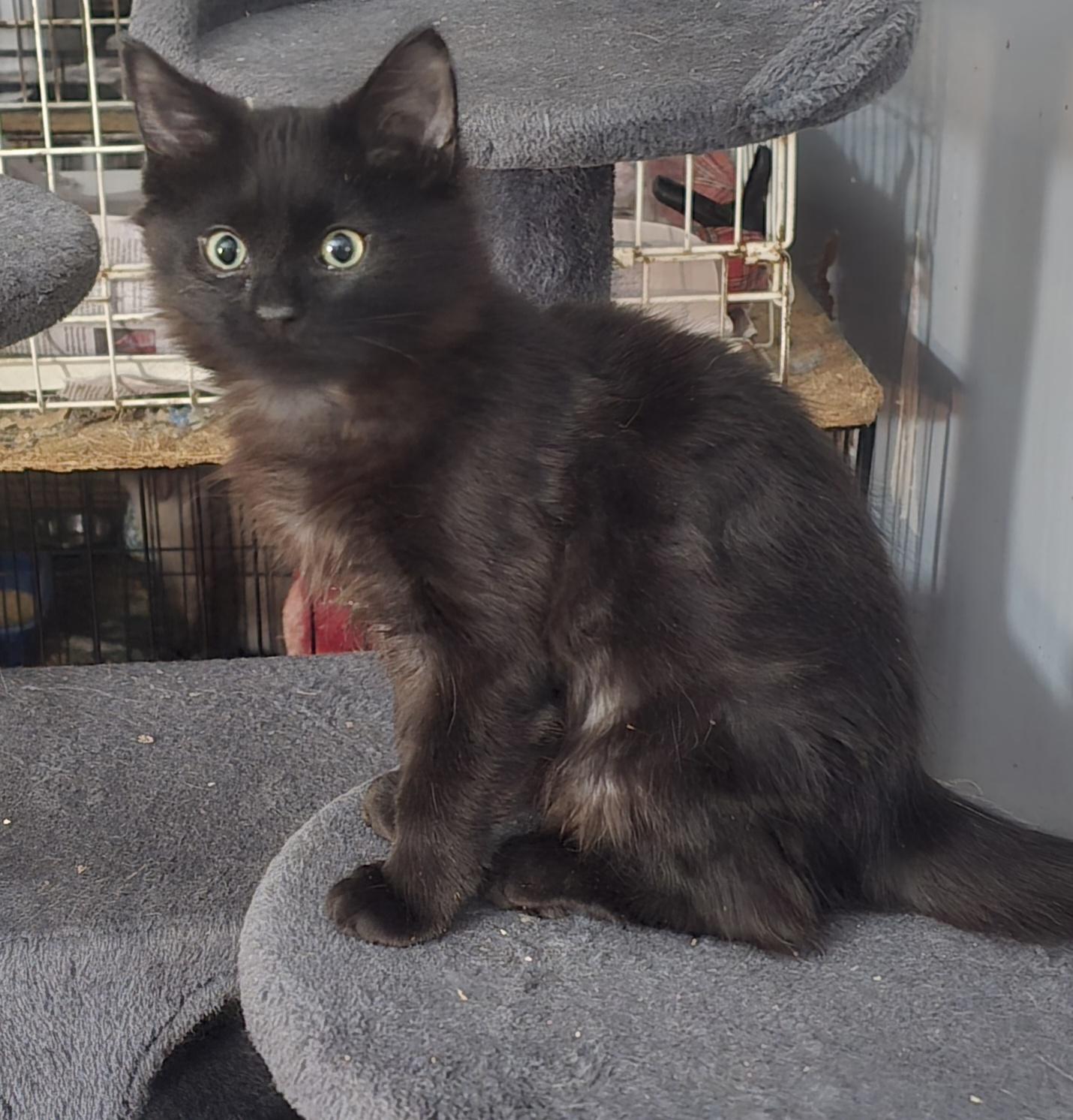 Angelo & Chestnut, a ADOPTABLE Domestic Medium Hair in Eastlake, OH image 4/6