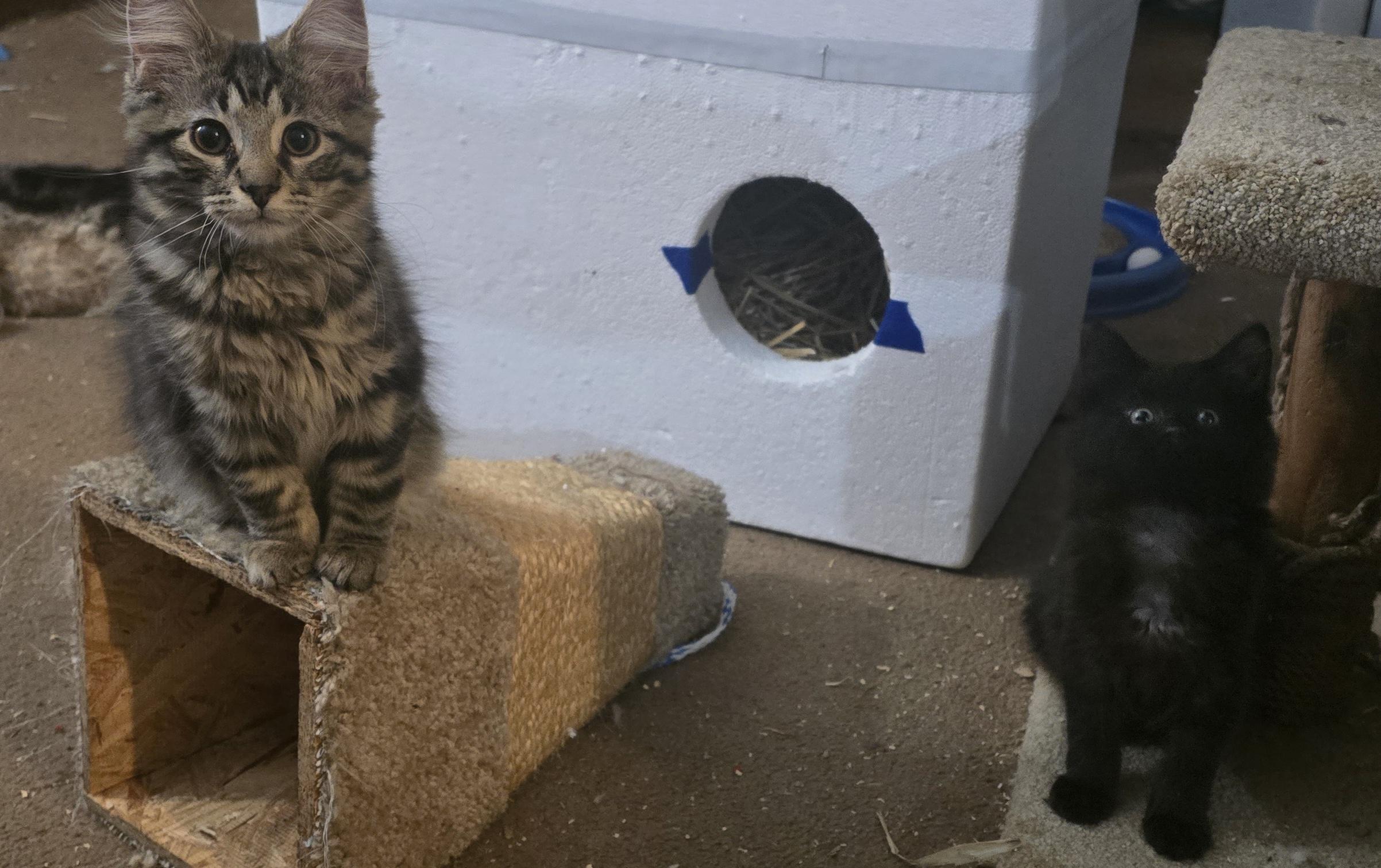 Angelo & Chestnut, a ADOPTABLE Domestic Medium Hair in Eastlake, OH image 3/6