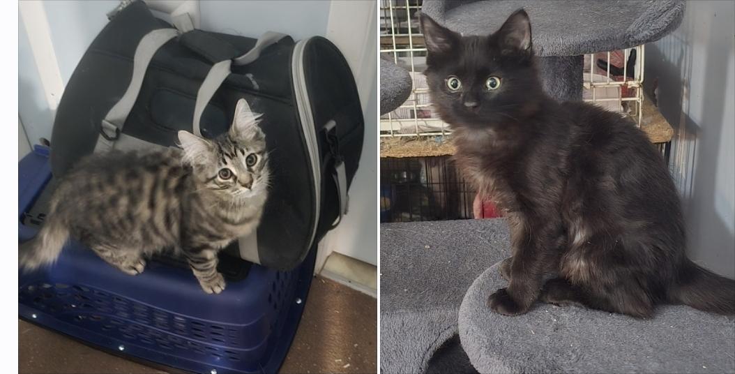 Angelo & Chestnut, a ADOPTABLE Domestic Medium Hair in Eastlake, OH image 1/6