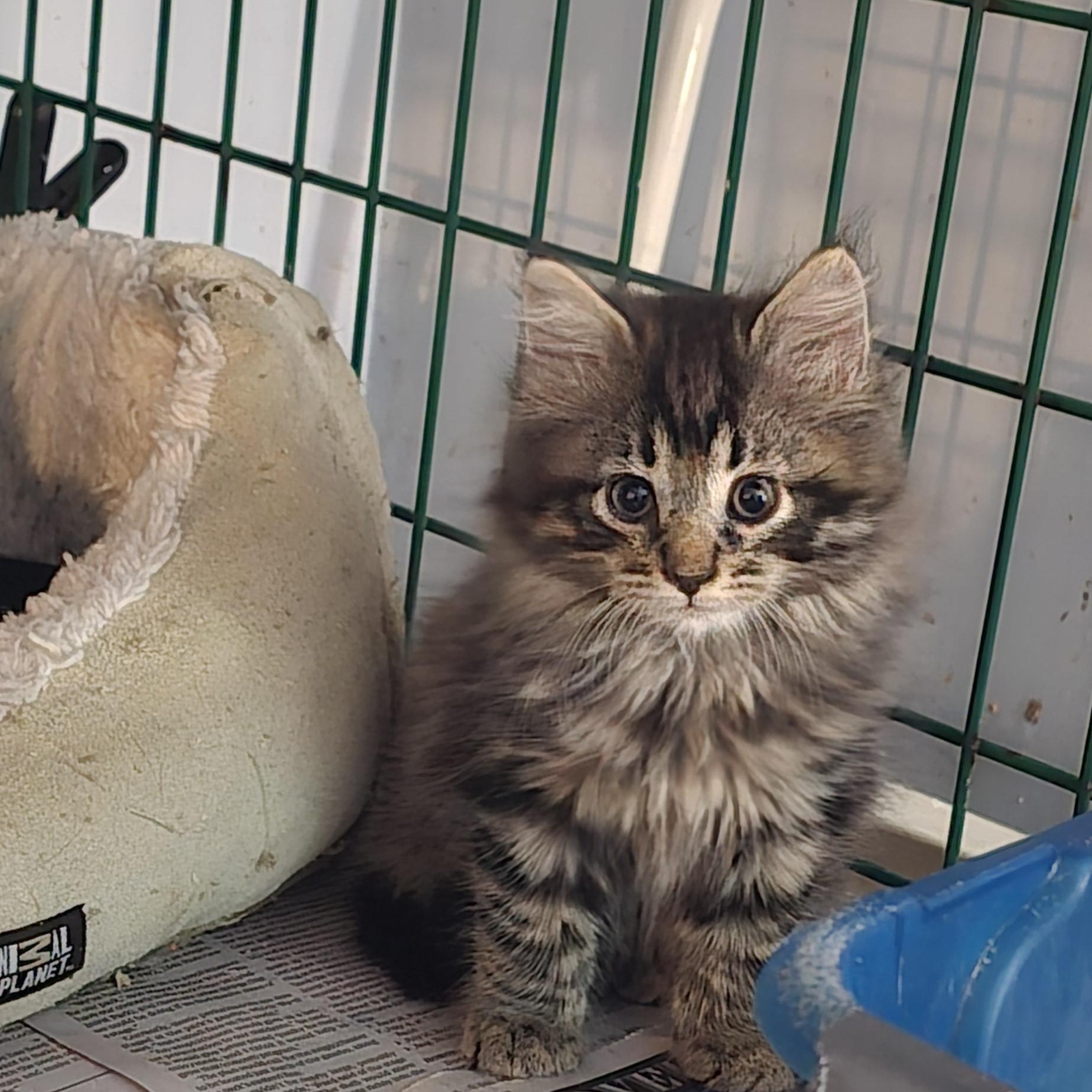 Angelo & Chestnut, a ADOPTABLE Domestic Medium Hair in Eastlake, OH image 5/6
