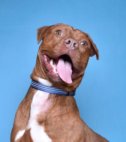 Bing Bong, a Adoptable mixed breed in Valley View, OH image 1/3