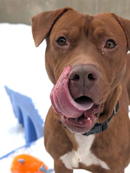 Enlarge Bing Bong, a Adoptable mixed breed in Valley View, OH image 1/3