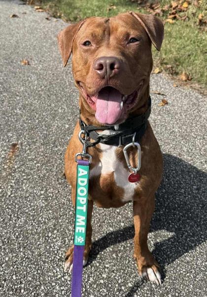 Bing Bong, Adoptable, Adult Male Retriever & Hound.
