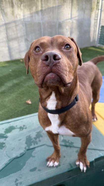 Bing Bong, a Adoptable mixed breed in Valley View, OH image 2/3