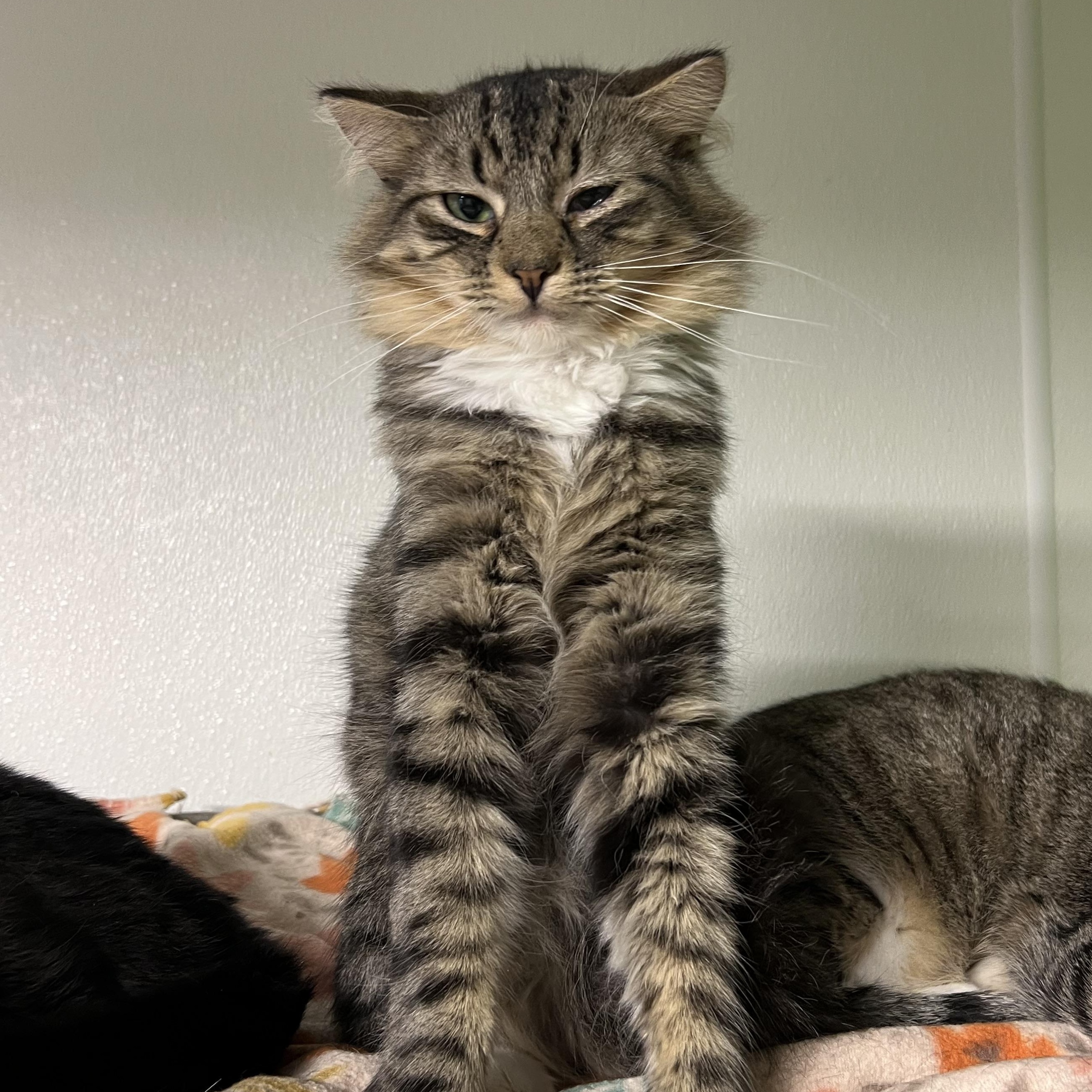 Bronx, Adoptable, Kitten Male Domestic Long Hair.