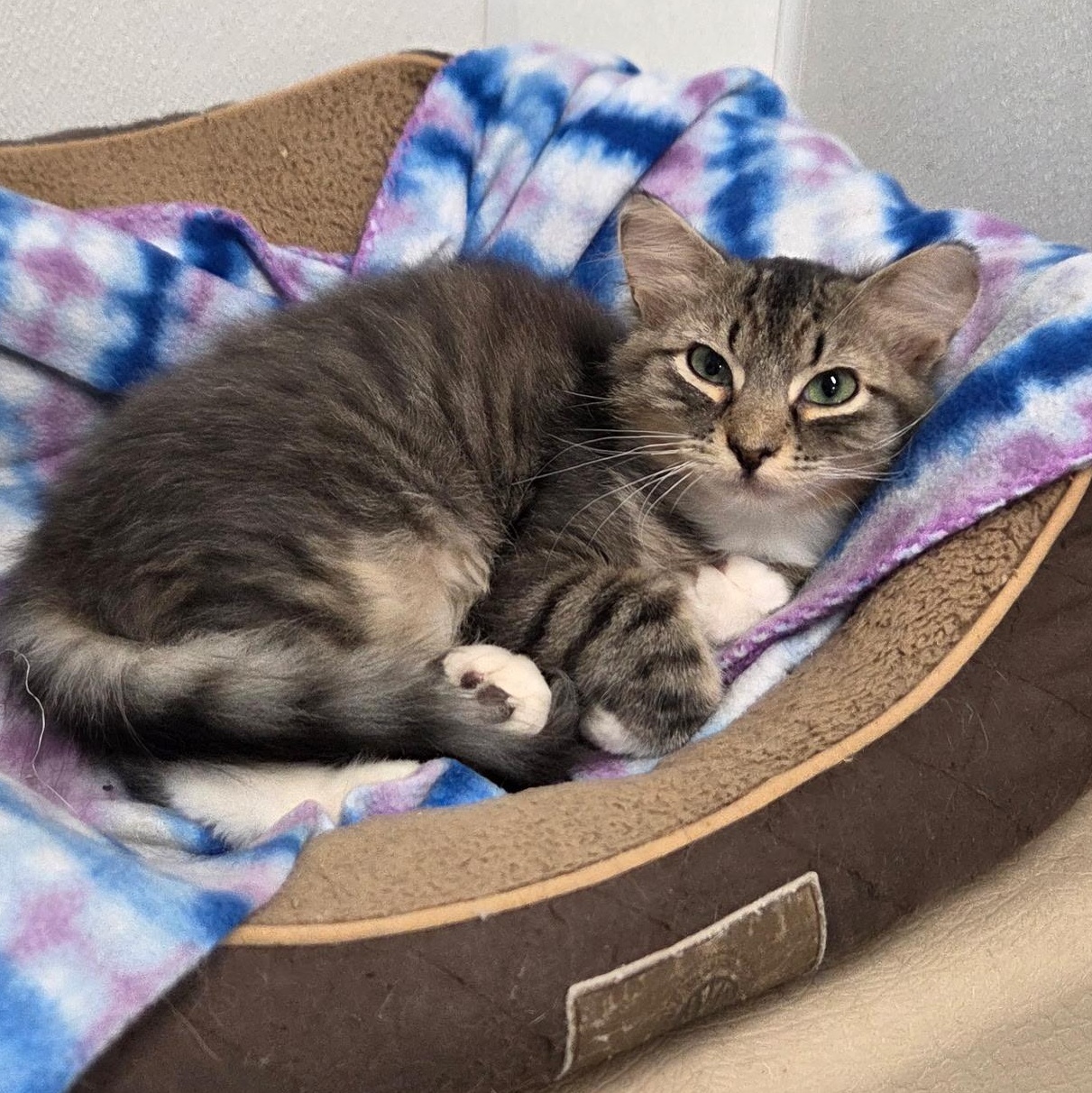 Bronx, Adoptable, Kitten Male Domestic Long Hair.