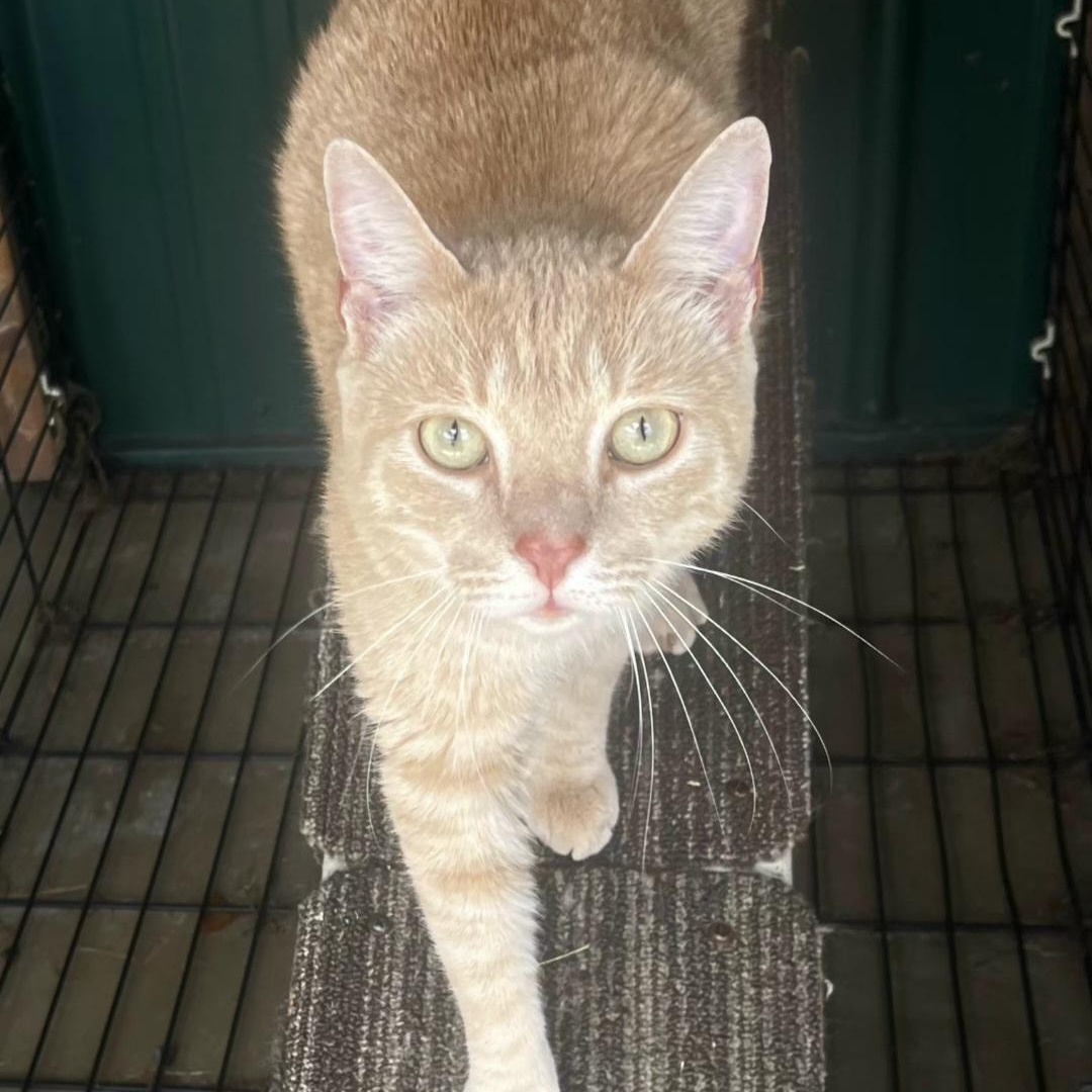 Charlie, a ADOPTABLE Domestic Short Hair in Tioga, PA image 6/6